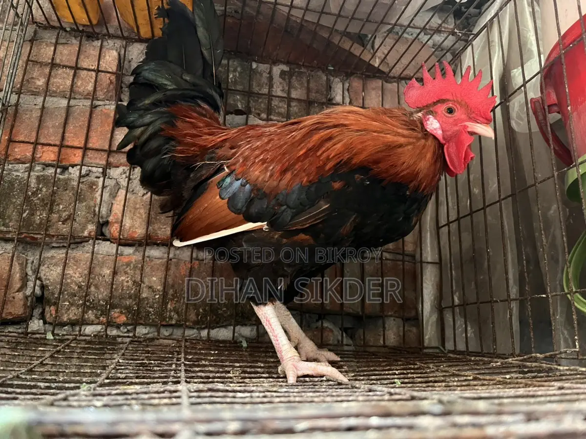 দেশি মোরগ