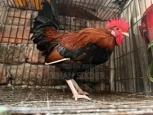 দেশি মোরগ