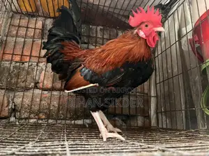 দেশি মোরগ