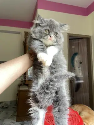 Traditional Persian kittens (Triple coat)