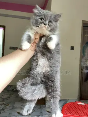 Traditional Persian kittens (Triple coat)