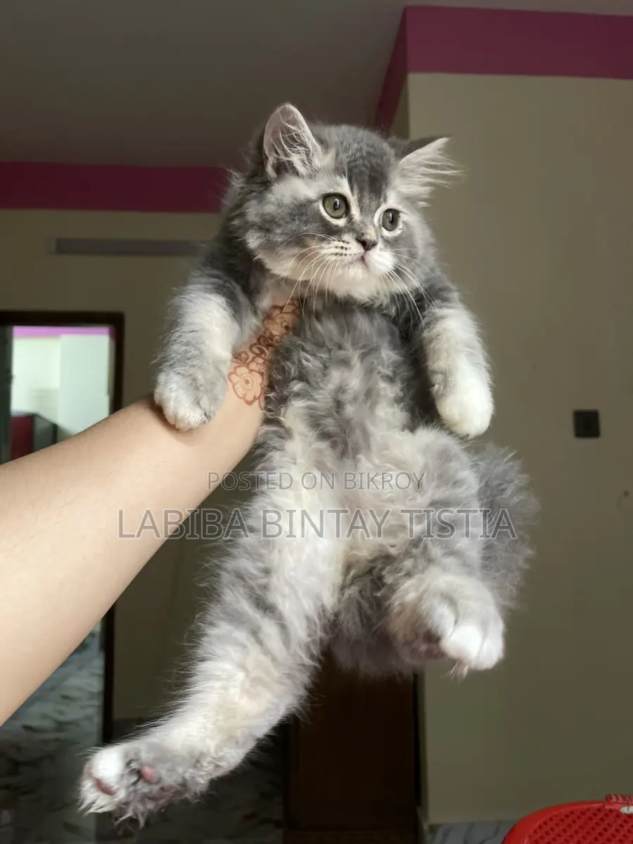 Traditional Persian kittens (Triple coat)