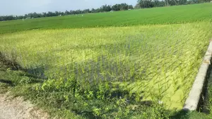 দর্শনা পল্লী বিদ্যুৎ রোডে শেখপাড়া রাস্তা