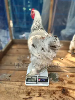 বিরামা মুরগি