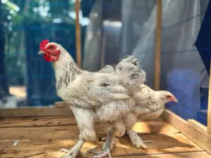 বিরামা মুরগি
