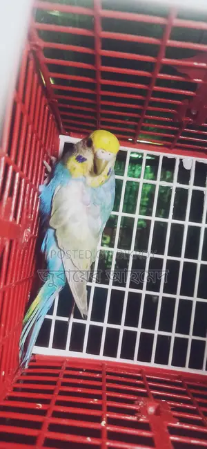 ১ টি রানিং ফিমেল রেইনবো বাজরিকা বিক্রি করা হবে
