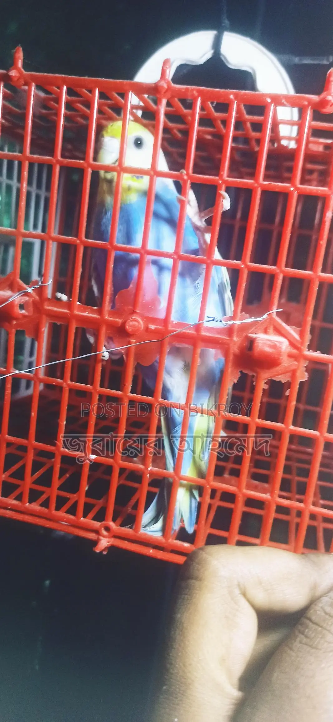 ১ টি রানিং ফিমেল রেইনবো বাজরিকা বিক্রি করা হবে