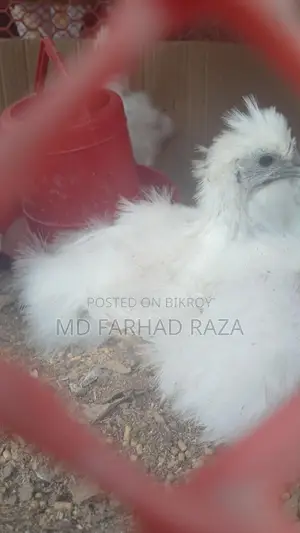 বিভিন্ন সাইজের কিছু সিল্কি মুরগি আছে