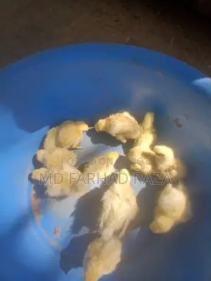 Silkie Chickens of Various Sizes Available