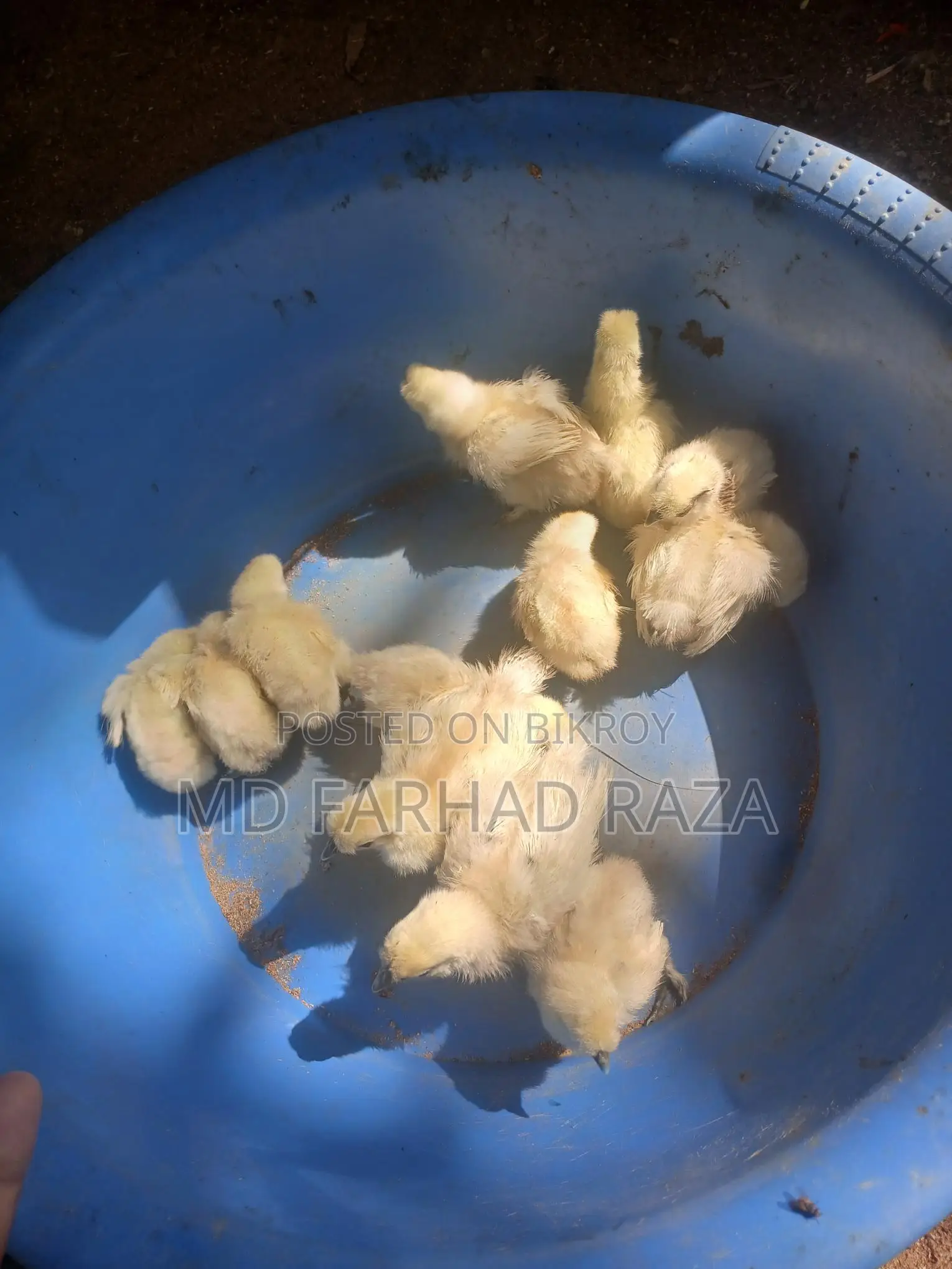 Silkie Chickens of Various Sizes Available