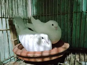 কবুতর বিক্রির জন্য