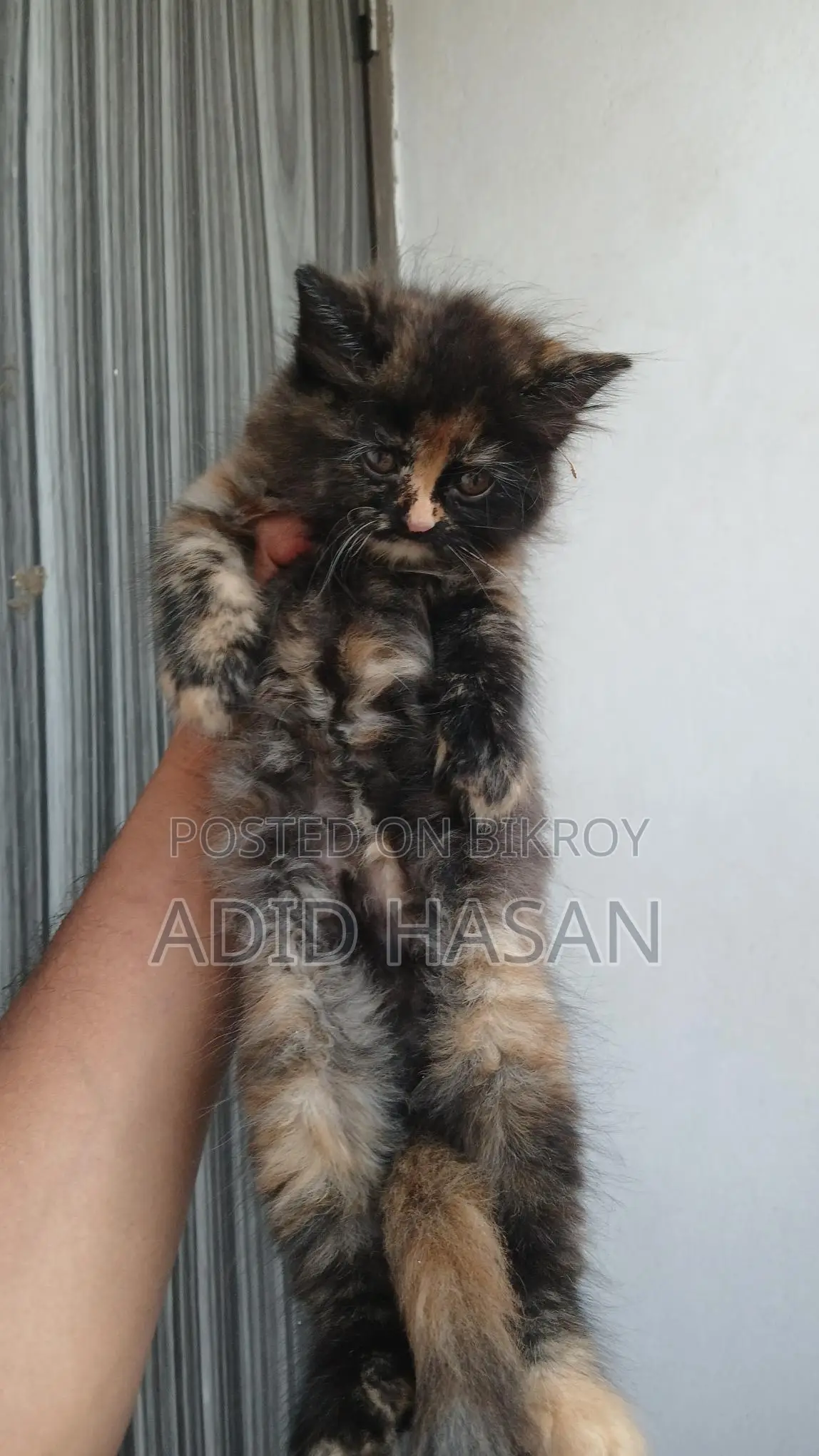 Persian Kitten
