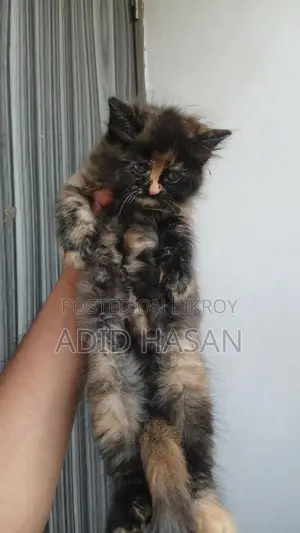 Persian Kitten