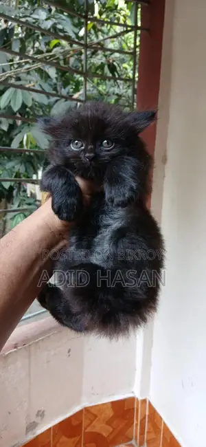 Persian Kitten