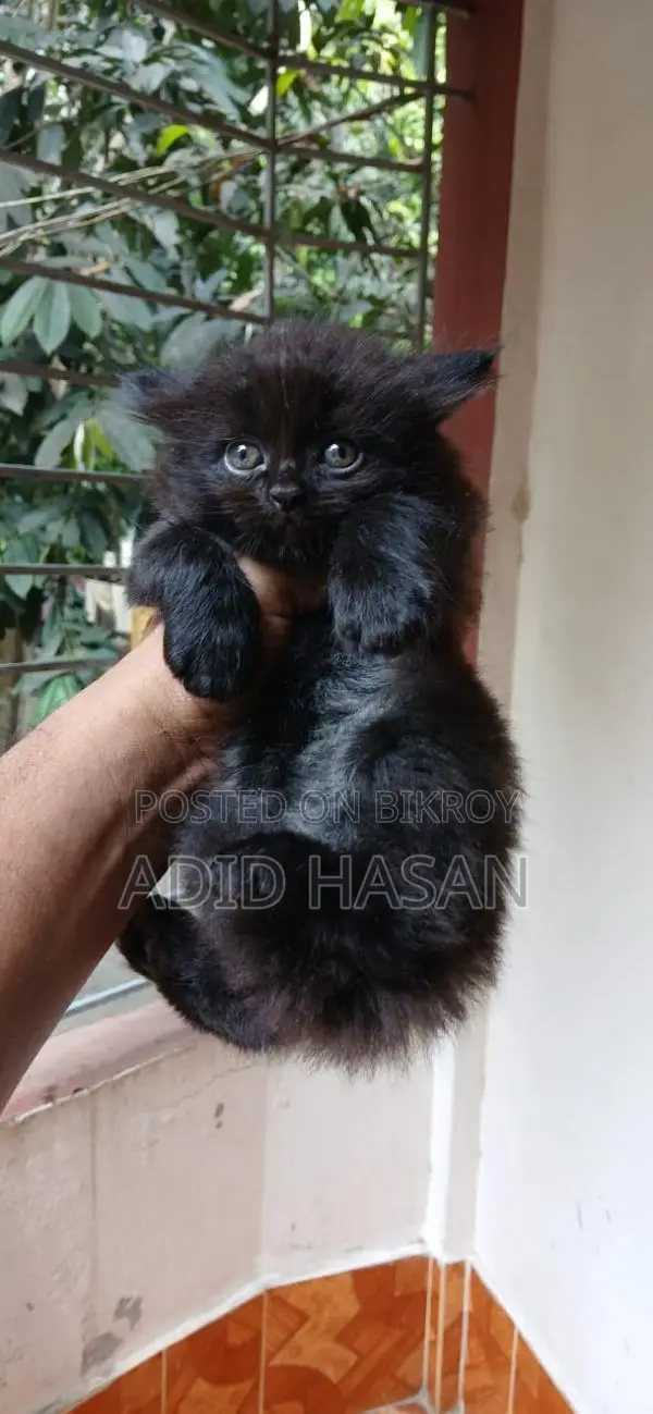 Persian Kitten