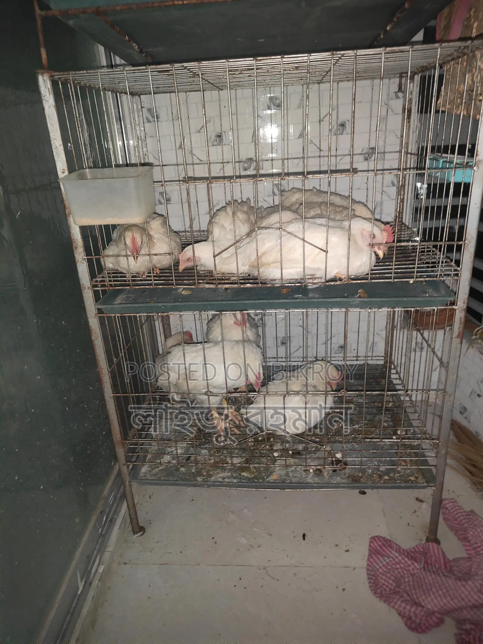 পাখির খাচা