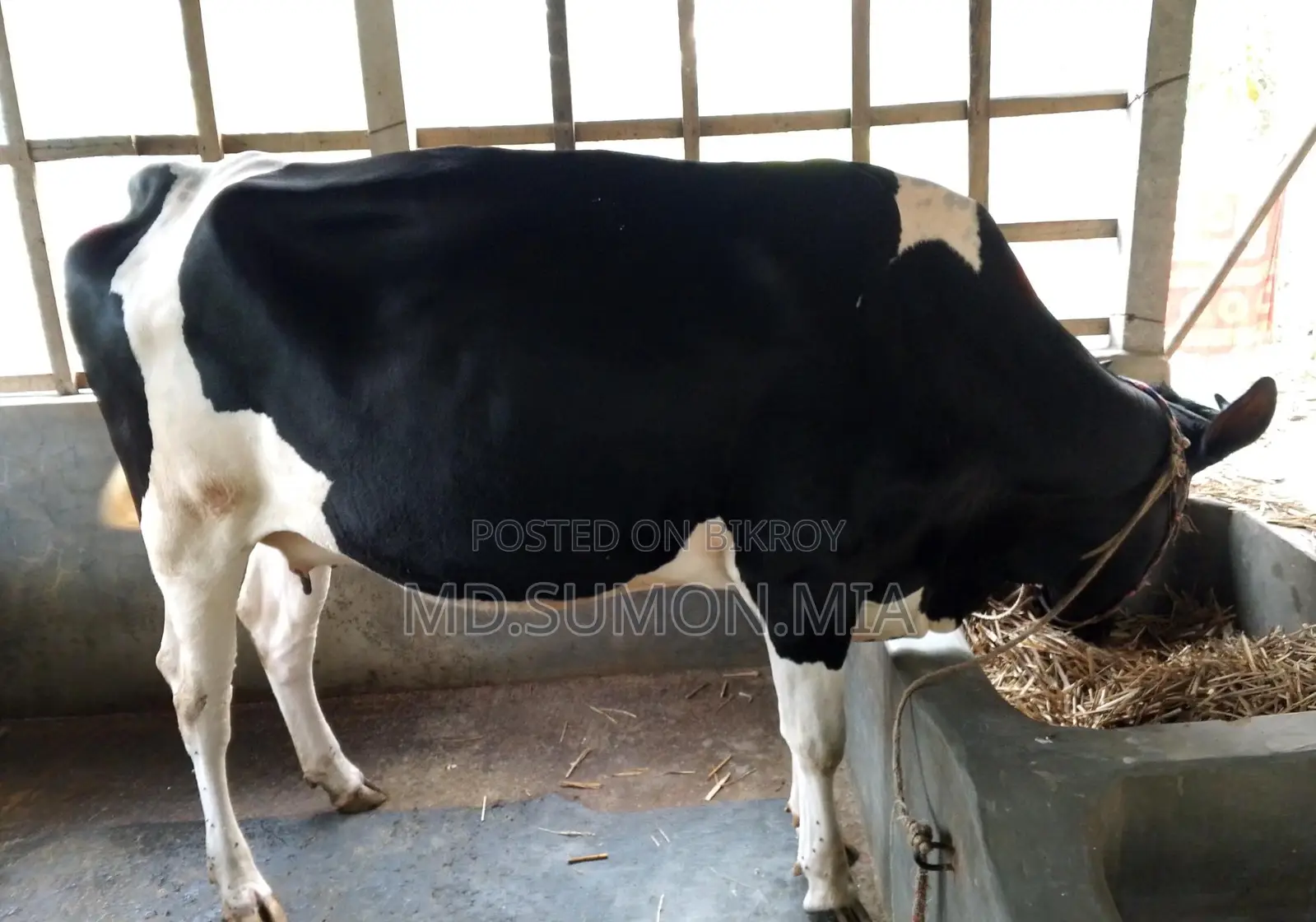 অস্ট্রেলিয়ান গরু বিক্রি করা হবে নয় মাসের গাভী
