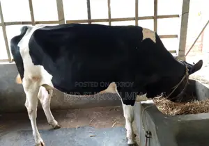 অস্ট্রেলিয়ান গরু বিক্রি করা হবে নয় মাসের গাভী