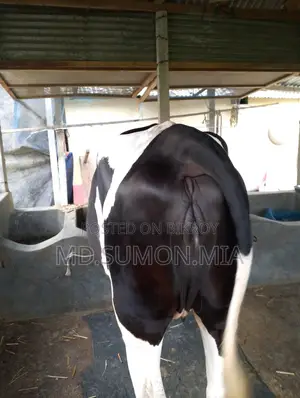 অস্ট্রেলিয়ান গরু বিক্রি করা হবে নয় মাসের গাভী