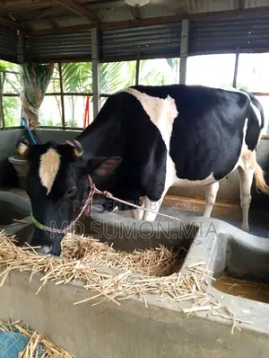 অস্ট্রেলিয়ান গরু বিক্রি করা হবে নয় মাসের গাভী