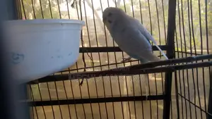 Budgie Male Bird