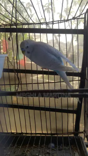 Budgie Male Bird