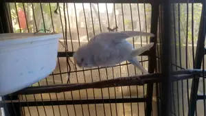 Budgie Male Bird