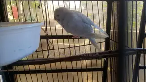 Budgie Male Bird