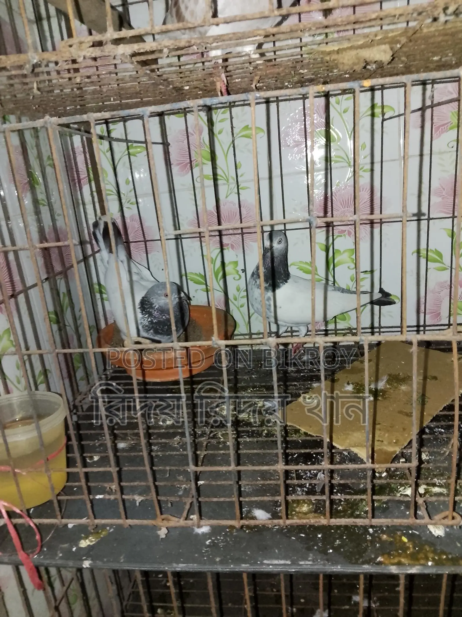 চার তলা খাচা বিক্রি হবে লোহার