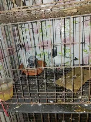 চার তলা খাচা বিক্রি হবে লোহার