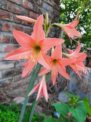 3 Colour Lilly (Sweet, Red and White with shade)