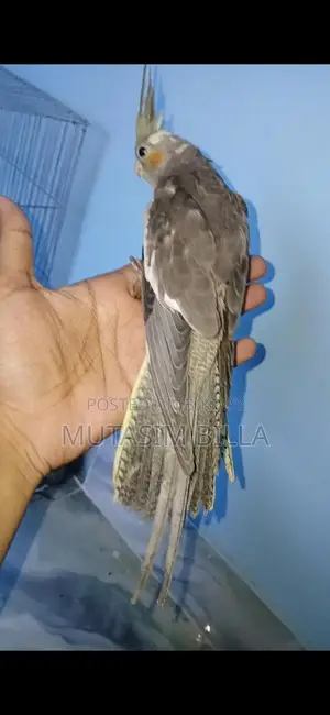 কোকাটেল বেবি