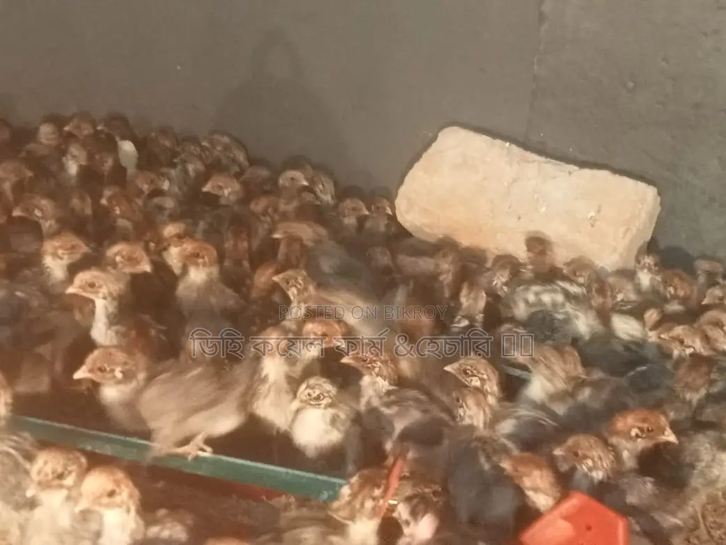 মিশরী ফাওমি মুরগি