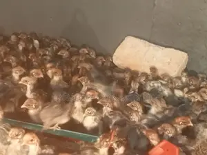 মিশরী ফাওমি মুরগি