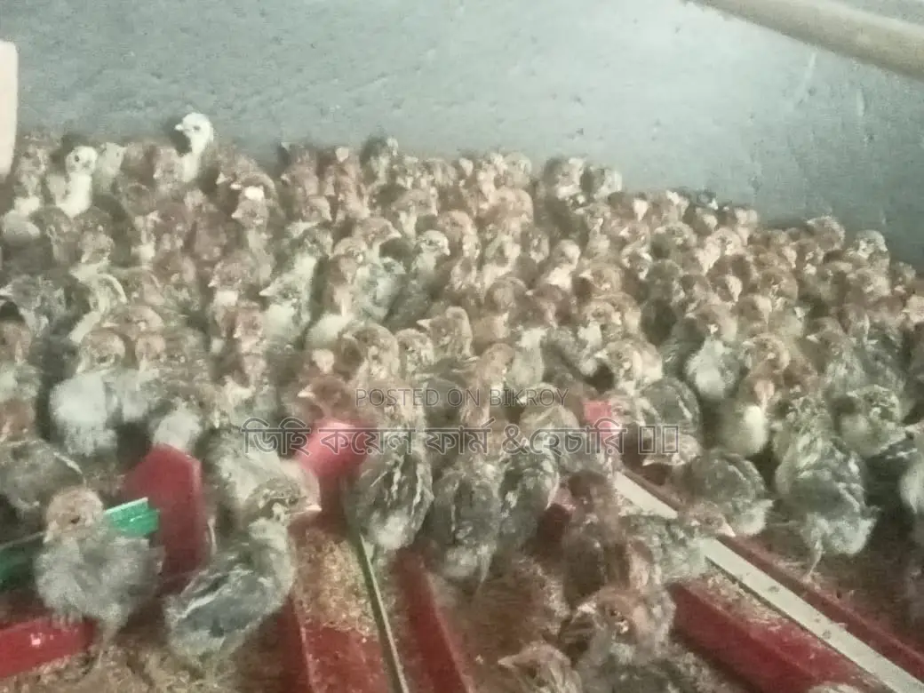 মিশরী ফাওমি মুরগি