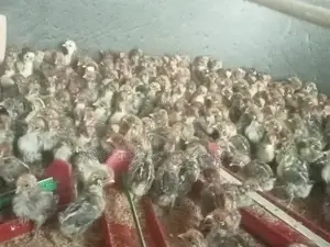 মিশরী ফাওমি মুরগি