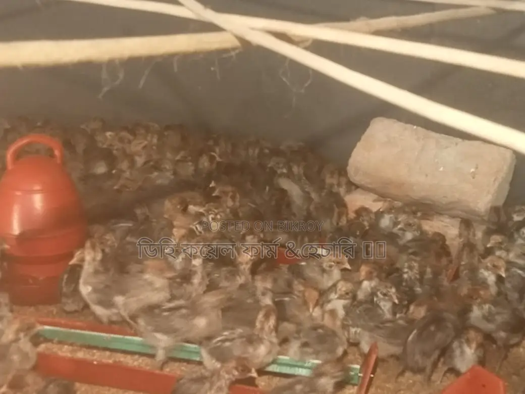 মিশরী ফাওমি মুরগি