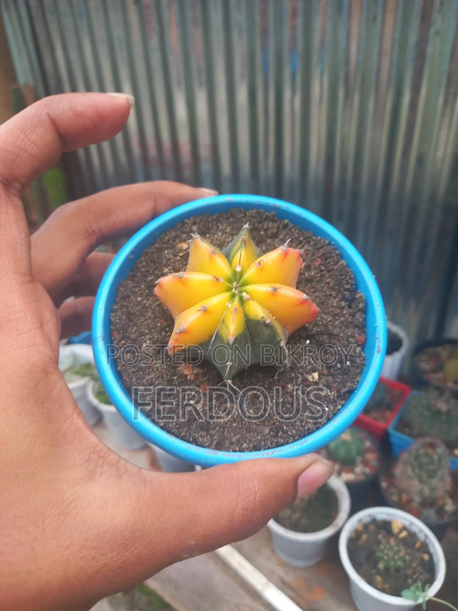 Cactus