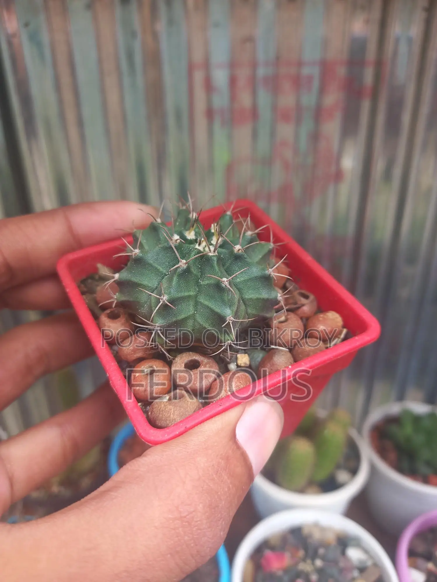 Cactus