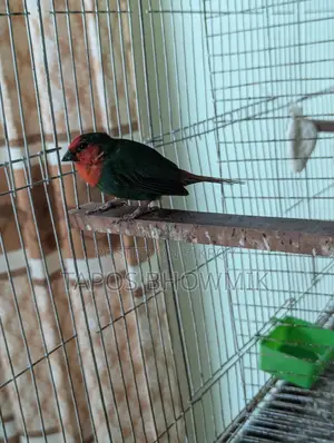 Parrot Finch Male