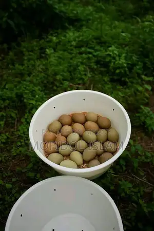 King Quail Hatching Eggs