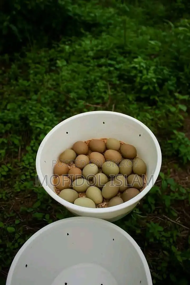 King Quail Hatching Eggs
