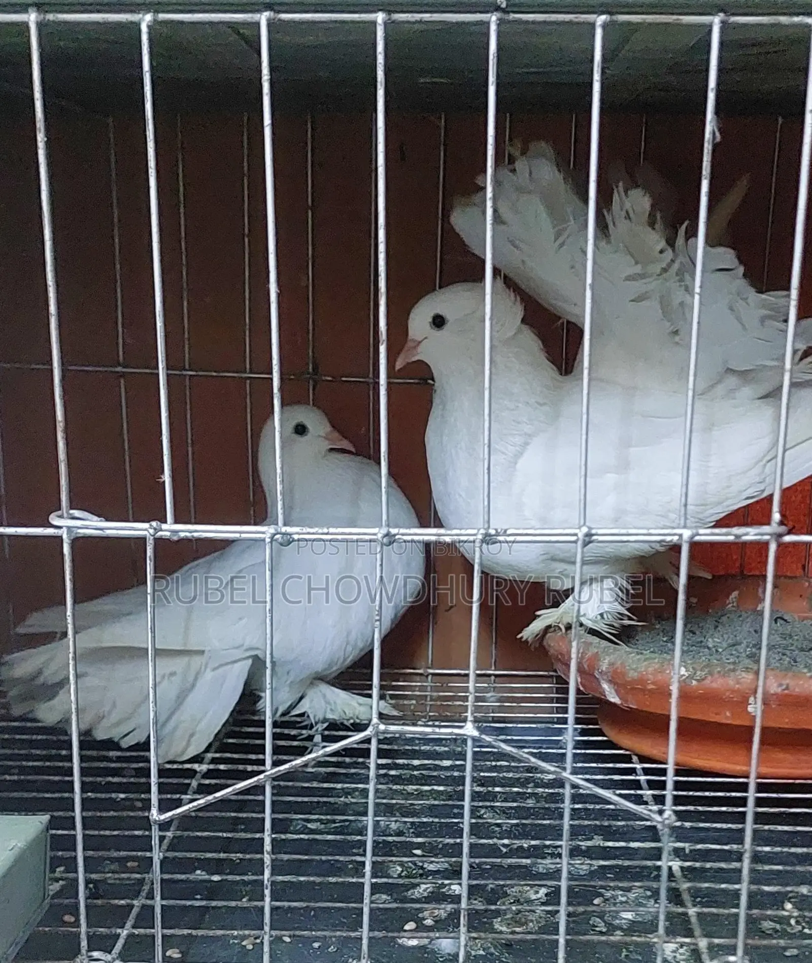 Pigeon Sale