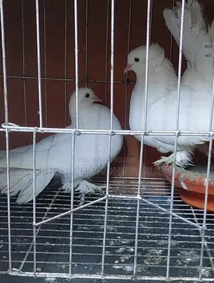 Pigeon Sale