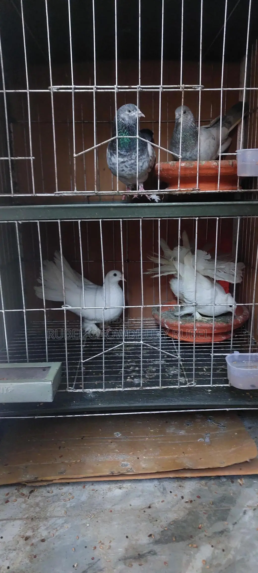 Pigeon Sale