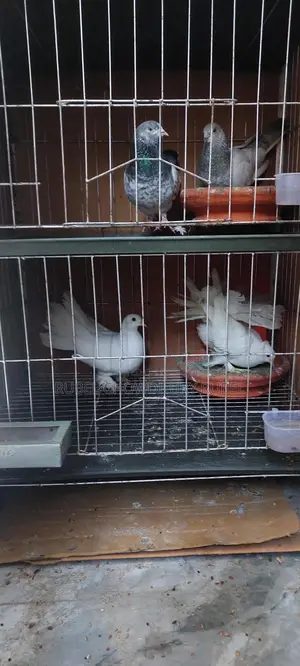 Pigeon Sale