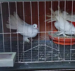 Pigeon Sale