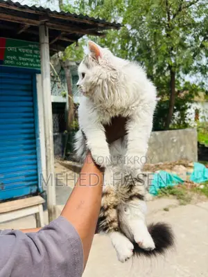 পারসিয়াল থার্ডকোর এর ভাল জাত