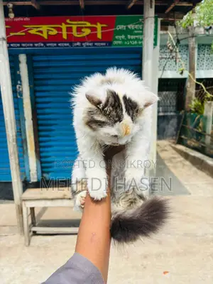 পারসিয়াল থার্ডকোর এর ভাল জাত