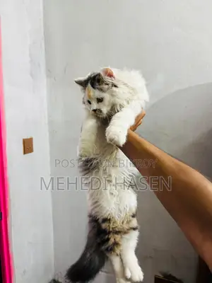 পারসিয়াল থার্ডকোর এর ভাল জাত